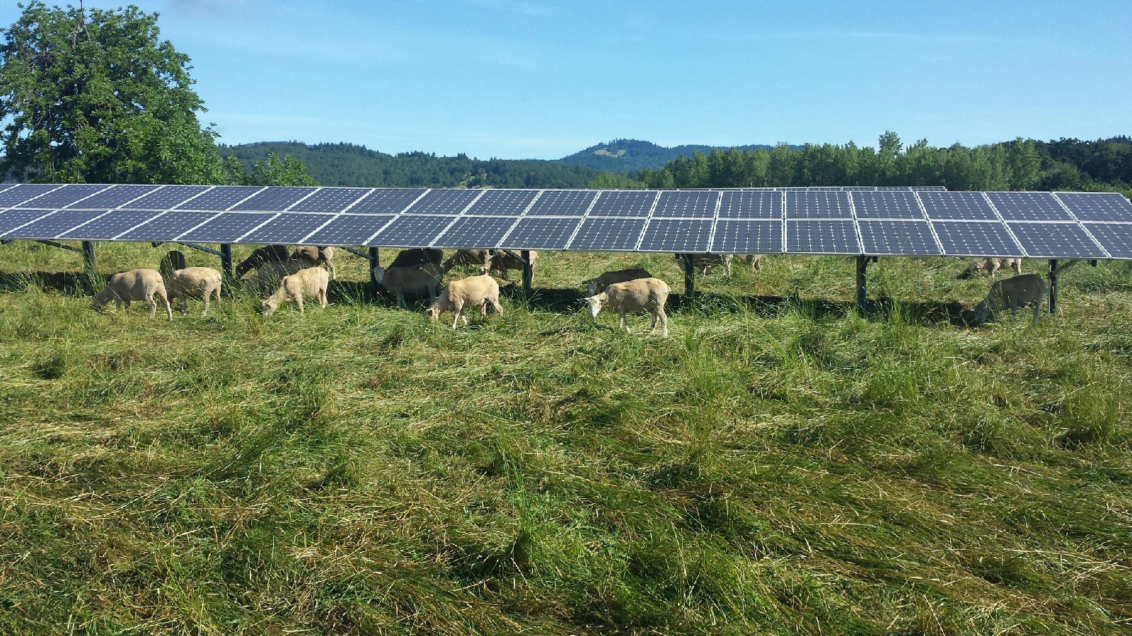 Solar Panels in a field