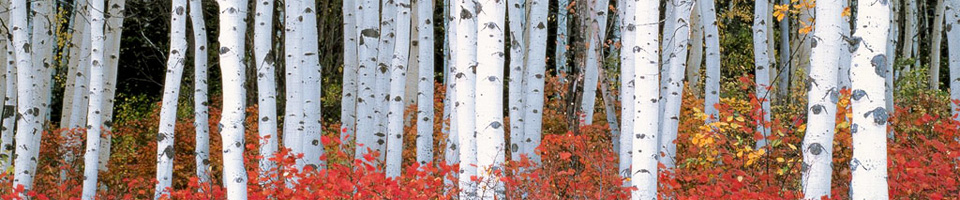 Aspen trees in the Wasatch Mountains