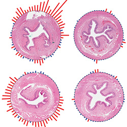 Microscope images of tissue